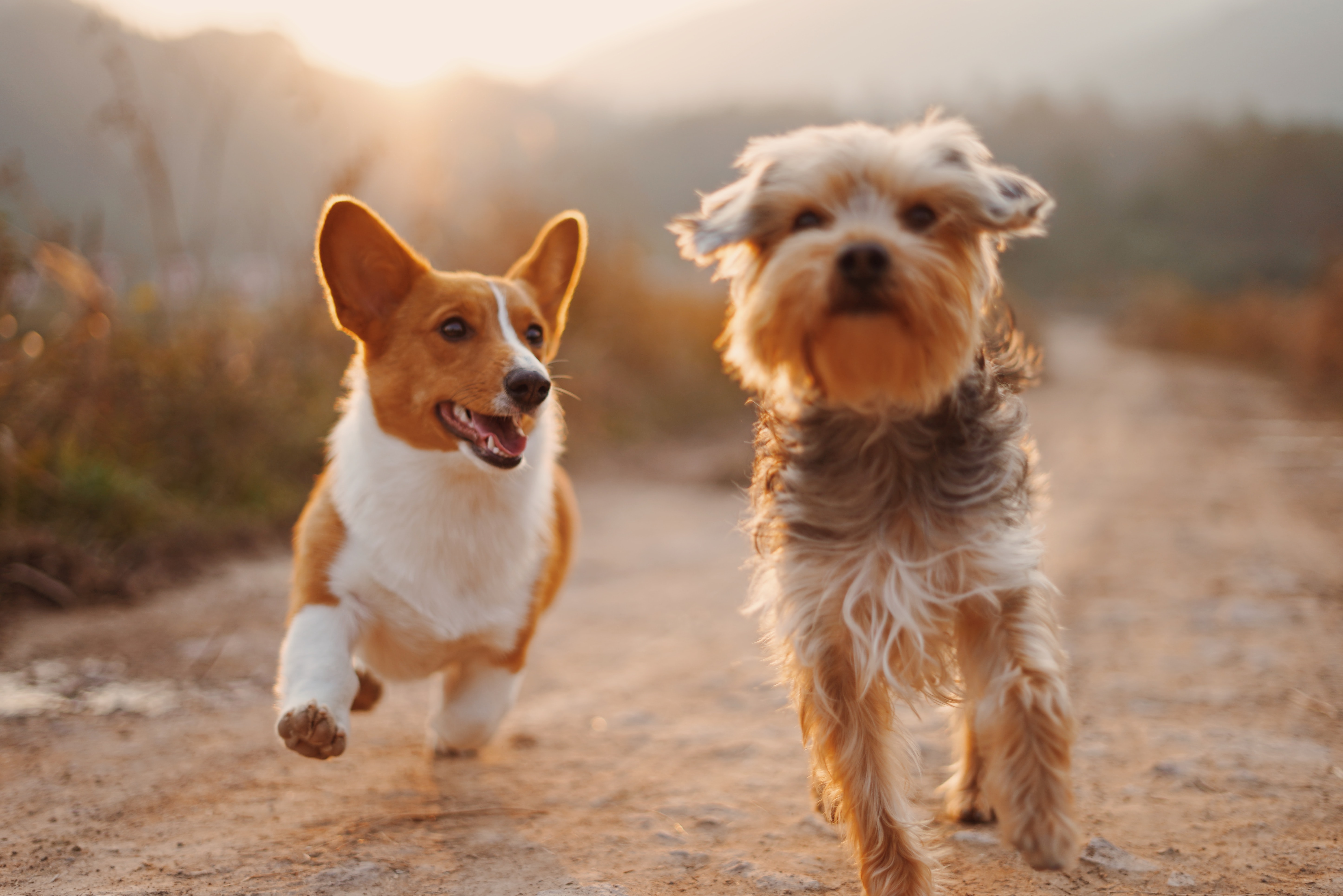 Two adorable dogs running