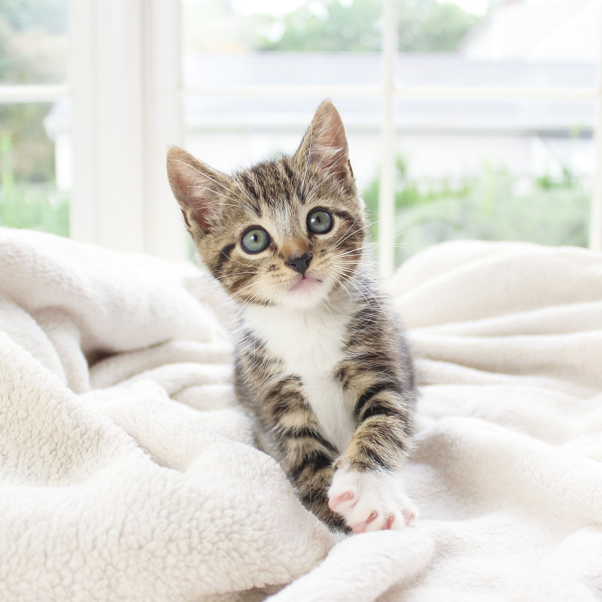 An adorable kitten who wants you to have a cool new website